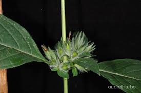 Ruellia strepens leaf9.jpg